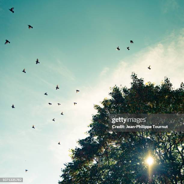 flock of starlings leaving a linden tree, autumn in alsace, eastern france - starlings flying stock pictures, royalty-free photos & images