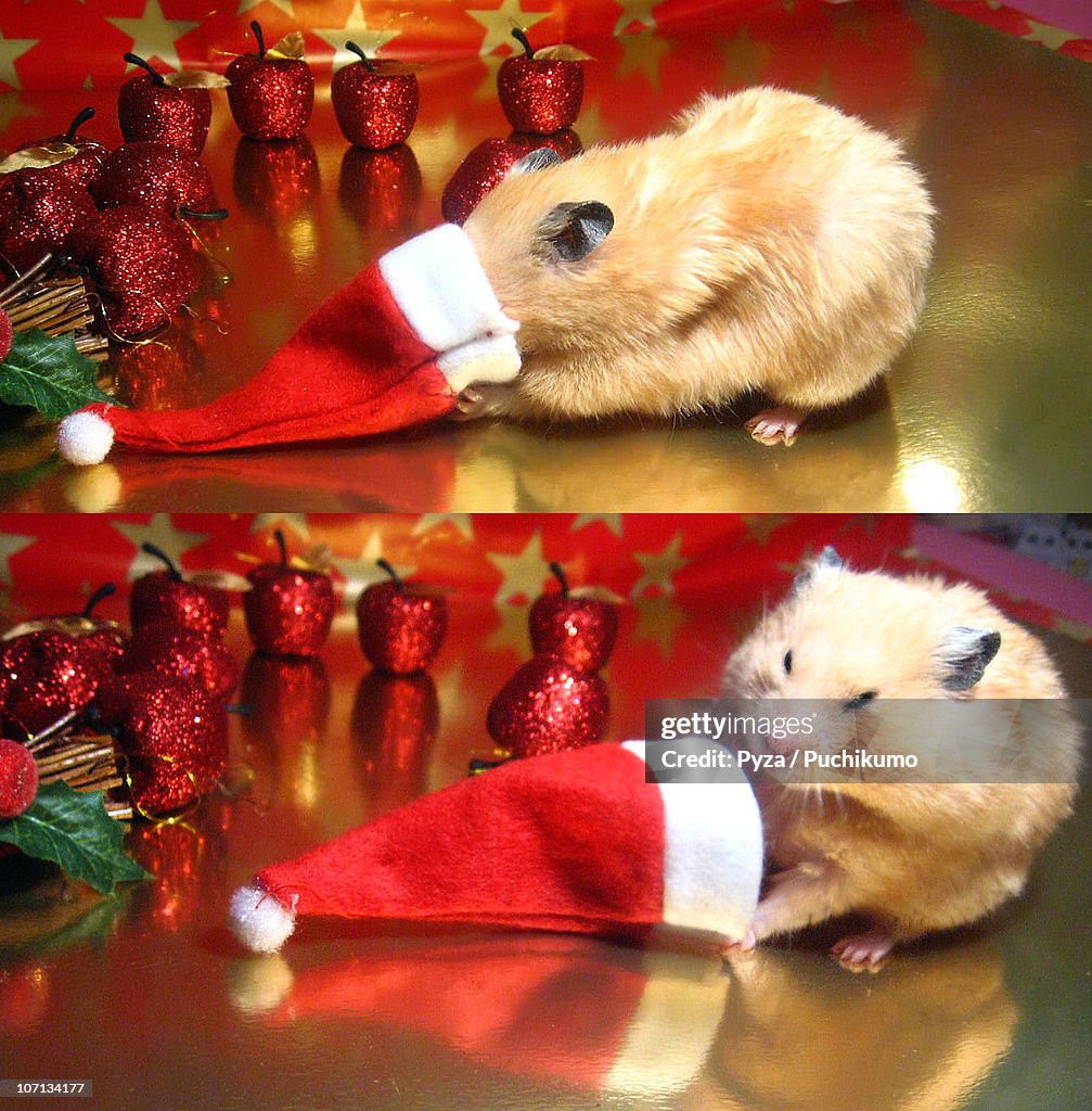 Syrian hamster and Santa hat