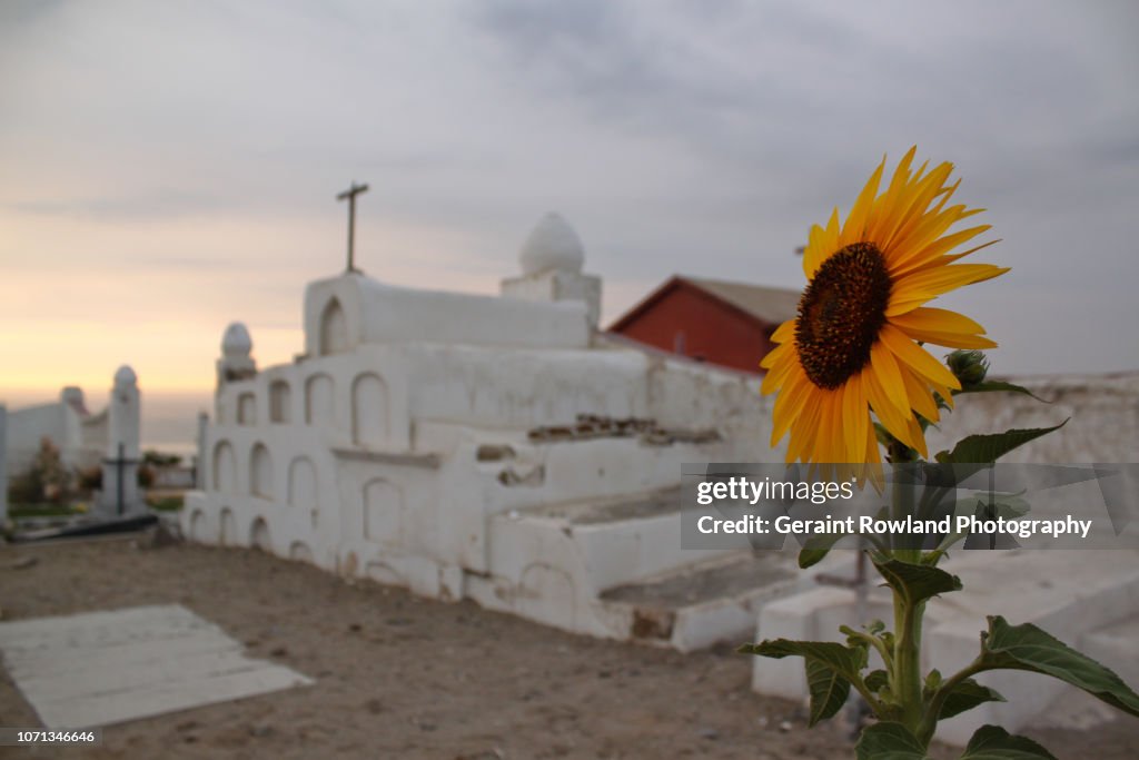 Sunflower & Cemetery, Peru