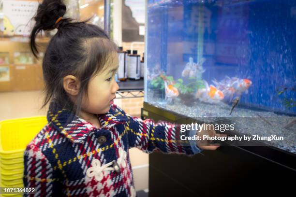 a lovely girl is watching golden fish through a fish tank. - fish love imagens e fotografias de stock