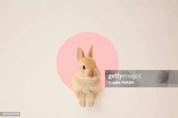 Linda Rabbitt Fotografías e imágenes de stock - Getty Images