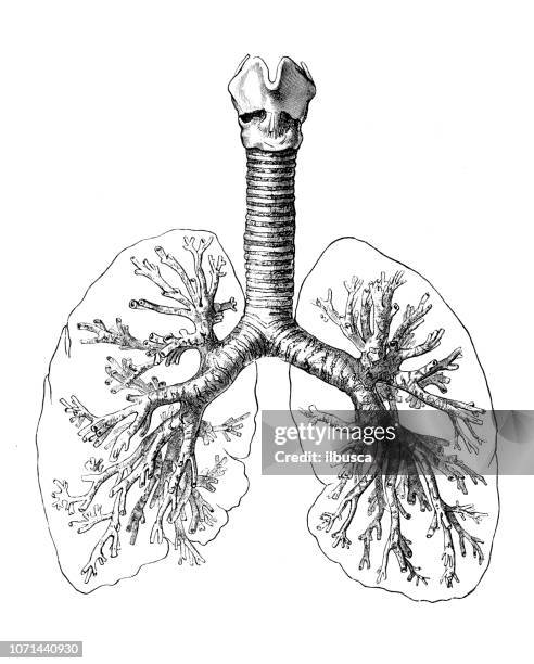 antique illustration of human body anatomy: bronchial tree and lungs - human skeleton stock illustrations
