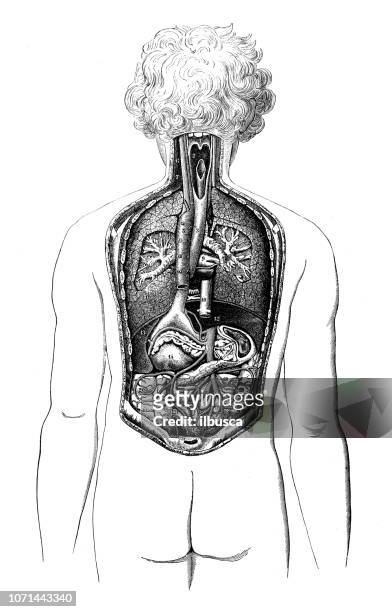 antique illustration of human body anatomy: back - human anatomy organs back view stock illustrations