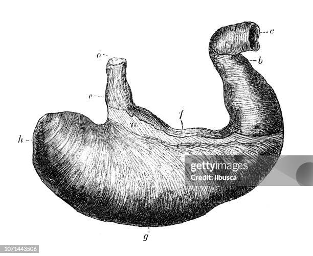 antike darstellung des menschlichen körpers-anatomie: magen - magen eines menschen stock-grafiken, -clipart, -cartoons und -symbole