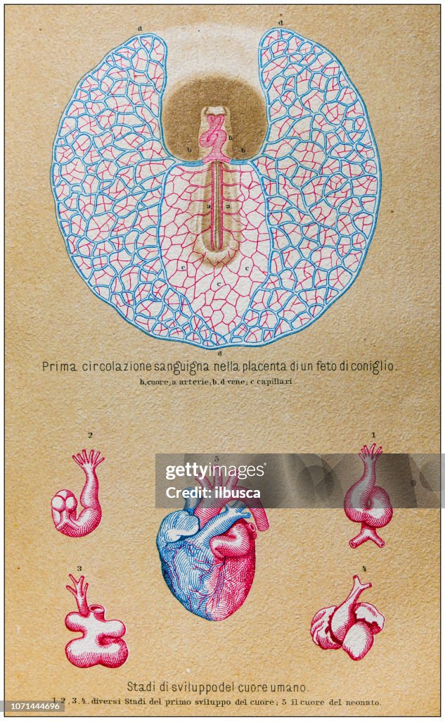 Labelled Rabbit Heart Rabbit Heart Diagram A Smiling Rabbit Holding A Heart Stock