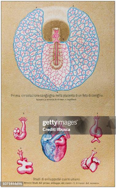 人體解剖的古色古香: 兔胎盤與人的心臟發育 - placenta 幅插畫檔、美工圖案、卡通及圖標