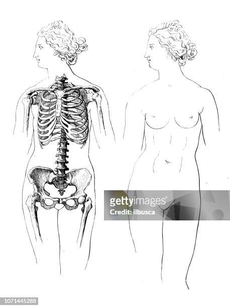 antique illustration of human body anatomy: woman - female likeness stock illustrations