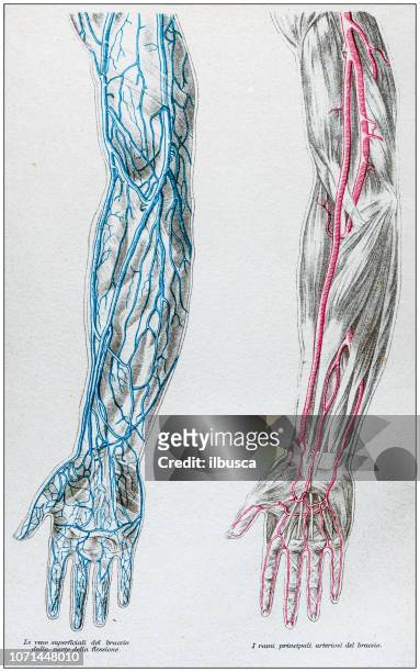 antique illustration of human body anatomy: arm arteries and veins - limb body part stock illustrations