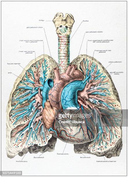 stockillustraties, clipart, cartoons en iconen met antieke illustratie van de anatomie van het menselijk lichaam: menselijke longen en hart - long term