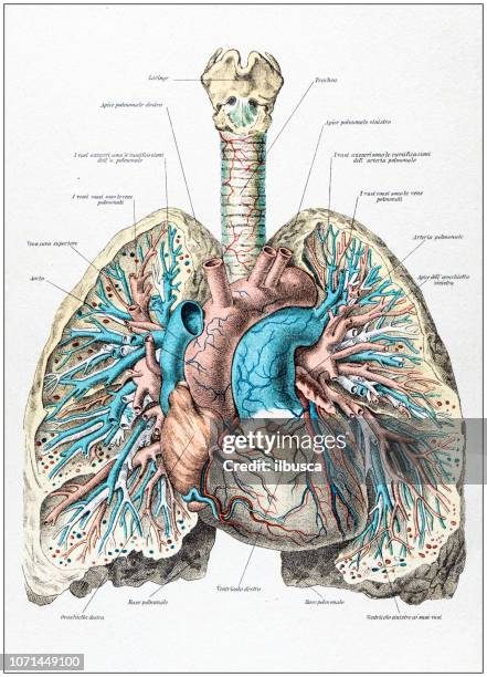 antique illustration of human body anatomy: human lungs and heart - lung anatomy stock illustrations