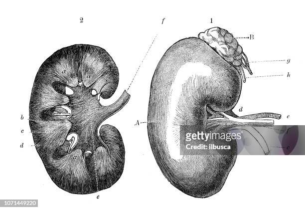 antique illustration of human body anatomy: kidney - human kidney stock illustrations