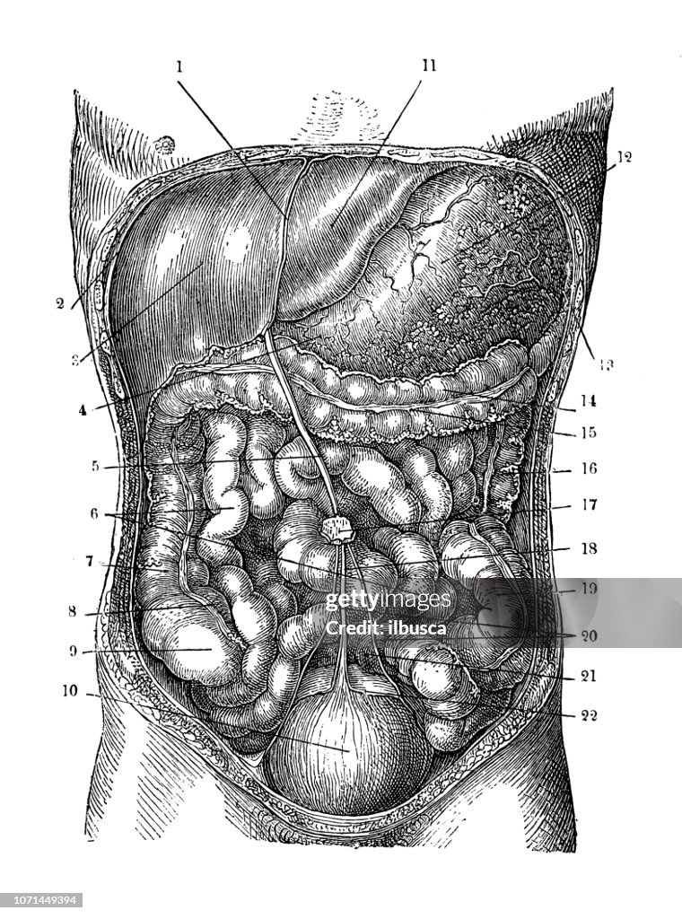 Antique Illustration Of Human Body Anatomy Abdomen High-Res Vector ...