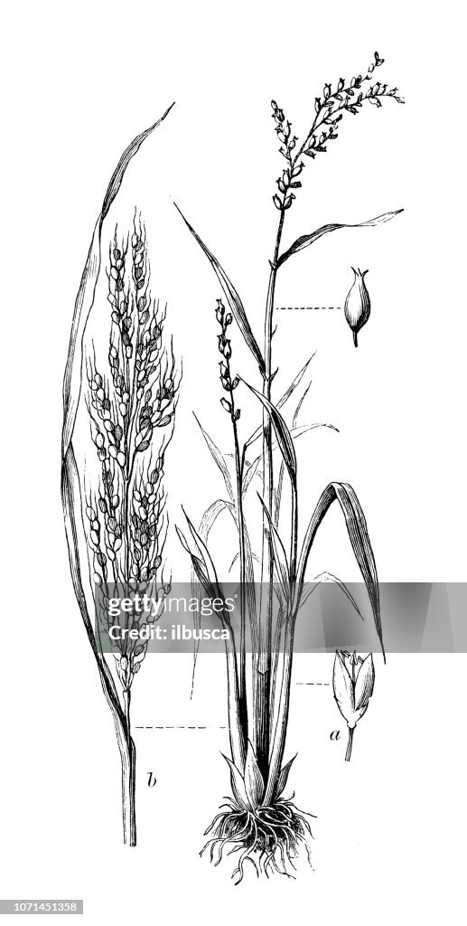 Botany plants antique engraving illustration: Oryza sativa (Asian rice)