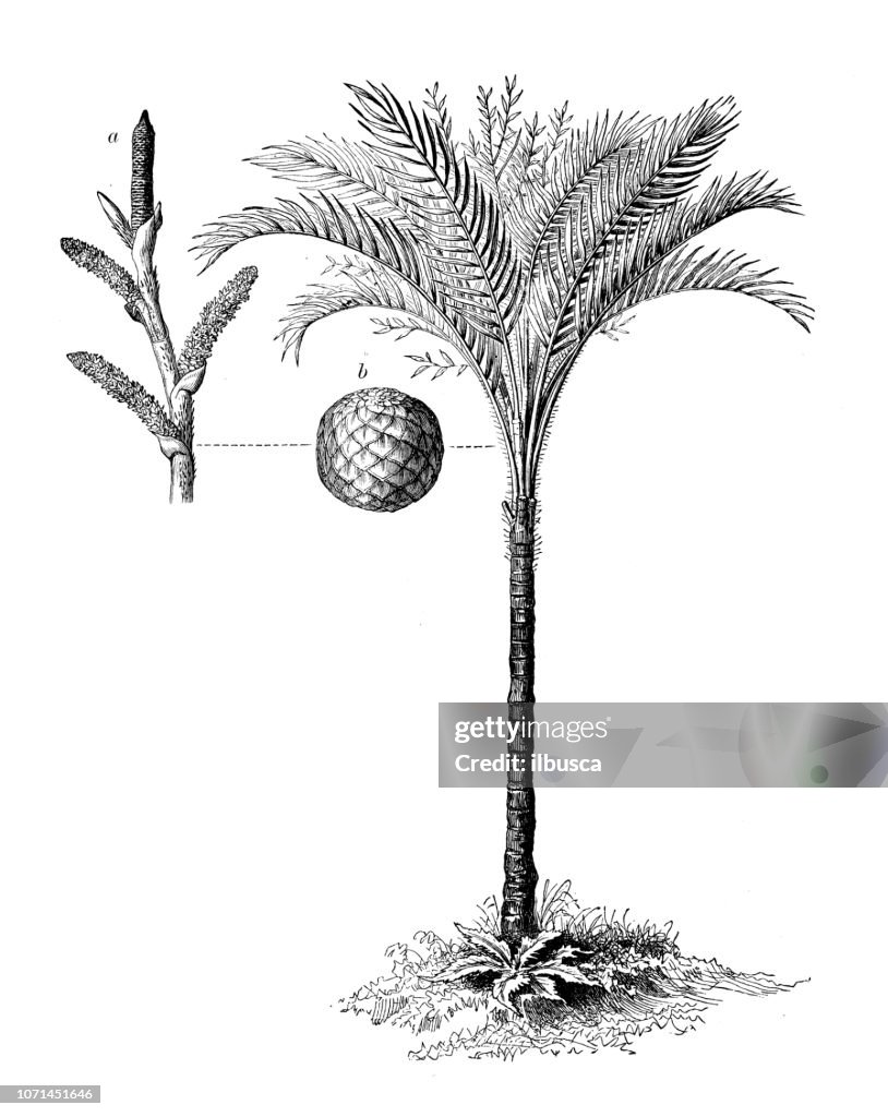 Sagu Vector Botany Plants Antique Engraving Illustration Metroxylon Sagu High-Res ...