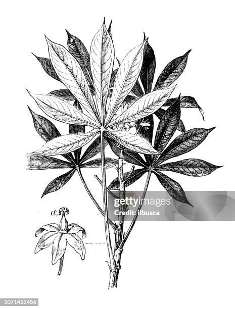 botany plants antique engraving illustration: manihot esculenta (cassava, manioc) - cassava stock illustrations