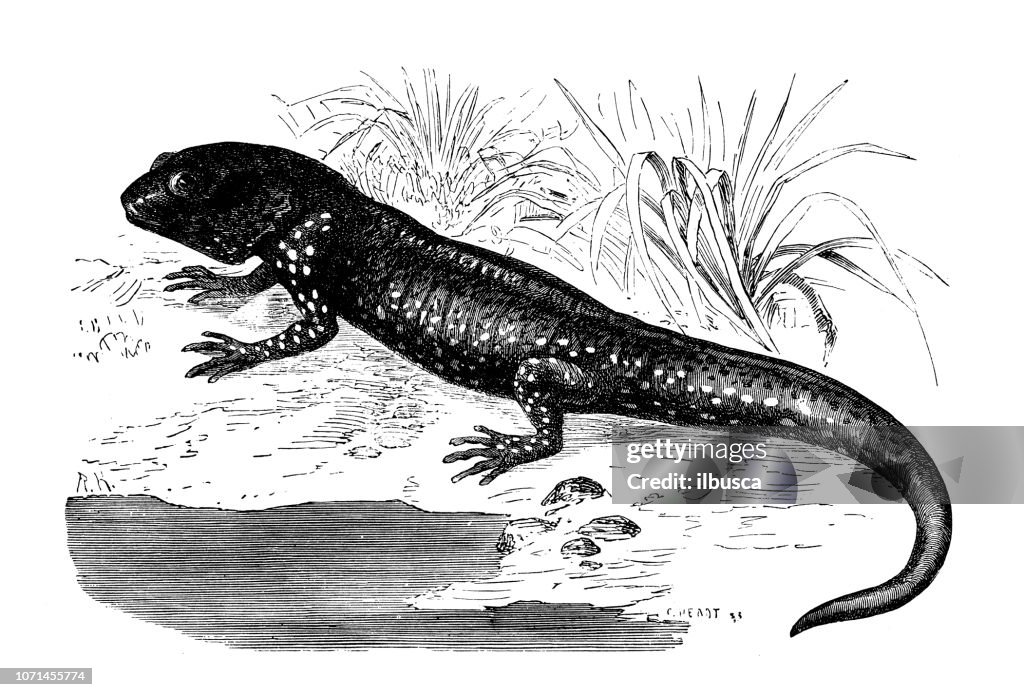 Animals antique engraving illustration: Axolotl, Ambystoma mexicanum
