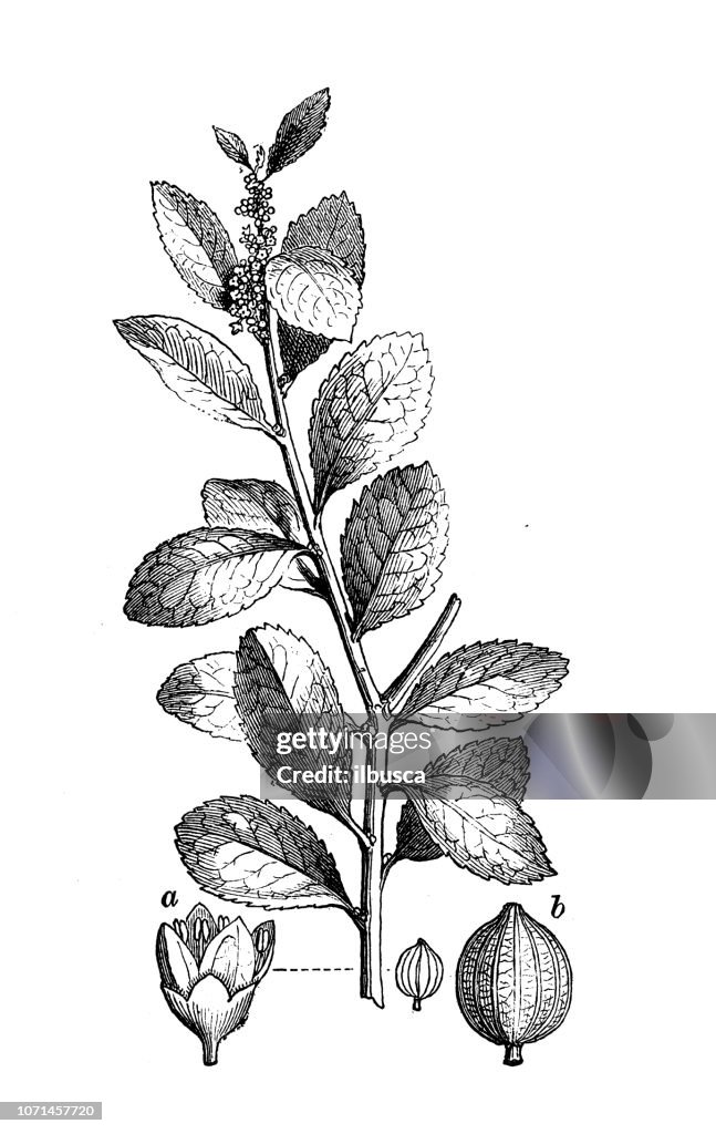 Botany plants antique engraving illustration: Yerba mate , Ilex paraguariensis