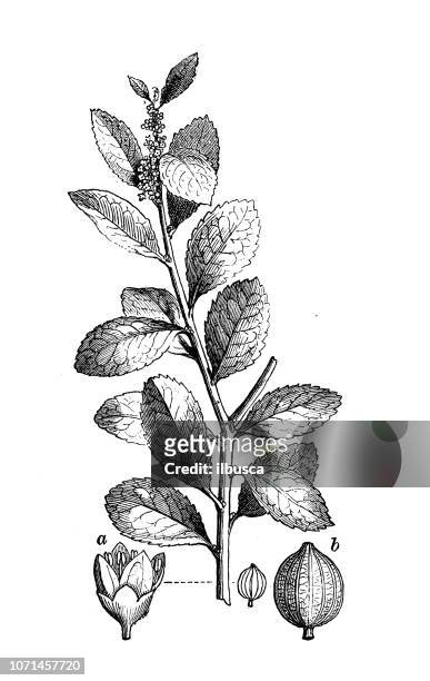 botany plants antique engraving illustration: yerba mate , ilex paraguariensis - yerba mate stock illustrations