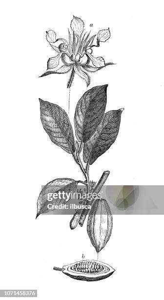 ilustraciones, imágenes clip art, dibujos animados e iconos de stock de botánica plantas antigua ilustración de grabado: theobroma cacao, árbol de cacao, árbol del cacao - polvo de cacao