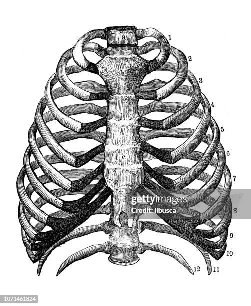 antike illustration der anatomie des menschlichen körpers: brustkorb - rib cage stock-grafiken, -clipart, -cartoons und -symbole