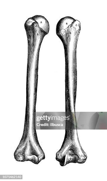 ilustrações de stock, clip art, desenhos animados e ícones de antique illustration of human body anatomy: humerus - úmero