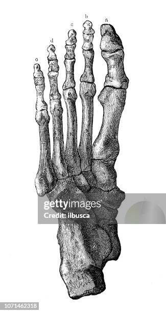 antique illustration of human body anatomy: foot - foot bone stock illustrations