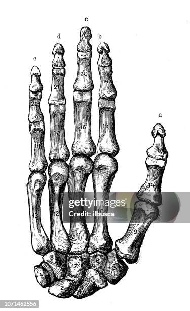 2 242点の手の骨イラスト素材 Getty Images 2 242点の手の骨イラスト素材 Getty Images