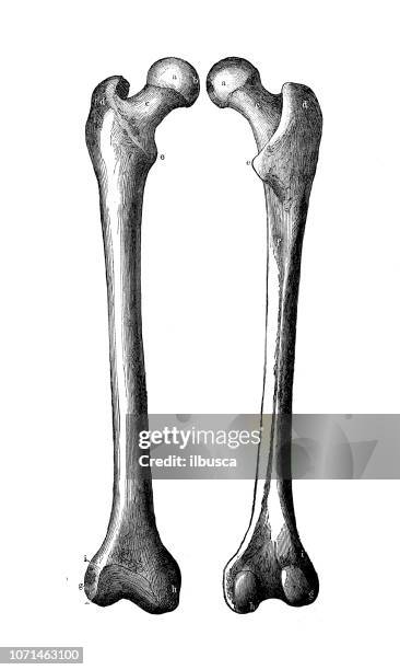 antique illustration of human body anatomy: femur - femur stock illustrations