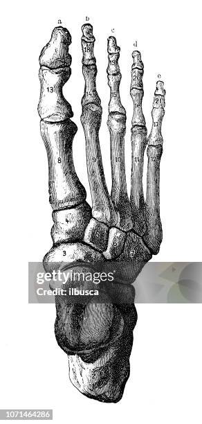 人體解剖學的古色古香的例證: 腳 - foot bones 幅插畫檔、美工圖案、卡通及圖標