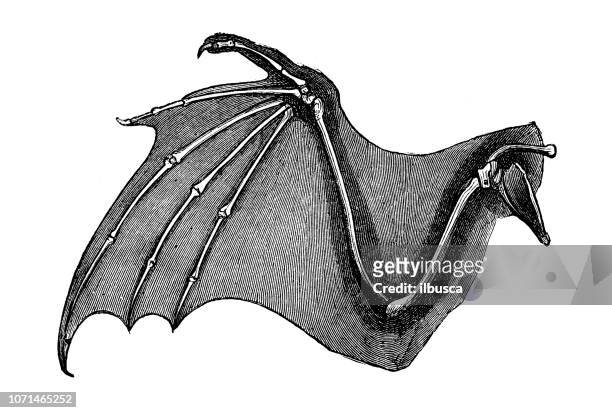 antique illustration of human body anatomy: bat wing - bat stock illustrations