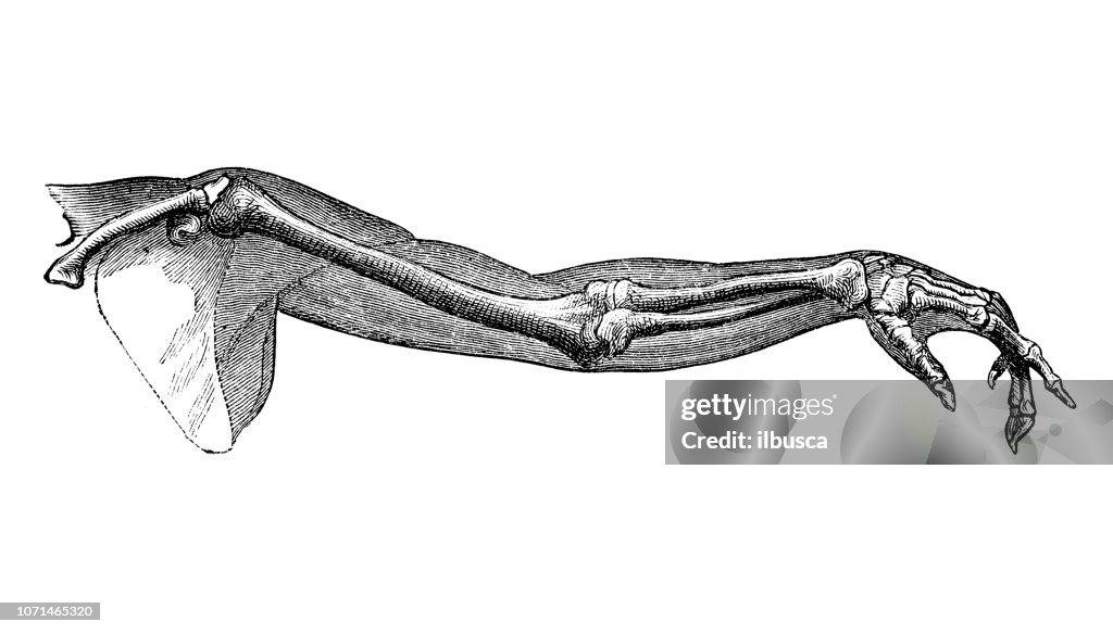 Antike Darstellung der Anatomie des menschlichen Körpers: menschlicher Arm