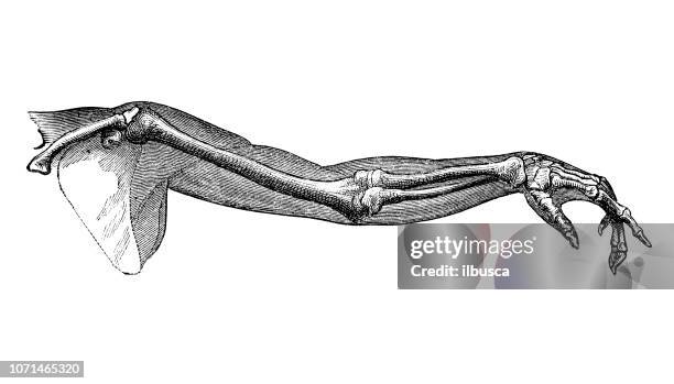 antique illustration of human body anatomy: human arm - human bone cross section stock illustrations