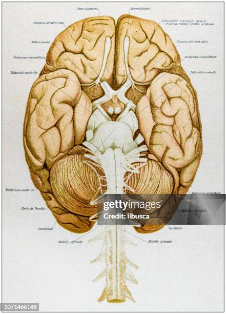 stockillustraties, clipart, cartoons en iconen met antieke illustratie van de anatomie van het menselijk lichaam: menselijk brein - brain diagram colour