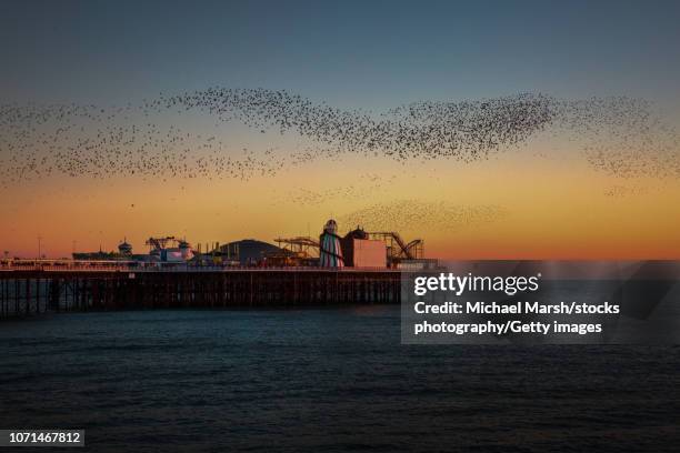 magic is in the air - starling flock stock-fotos und bilder