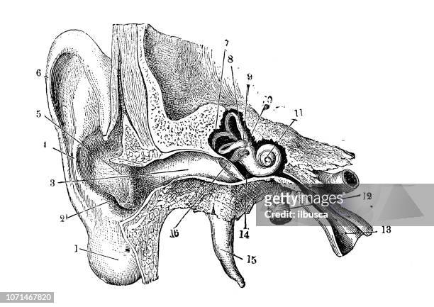 ilustrações de stock, clip art, desenhos animados e ícones de antique illustration of human body anatomy: human ear - aparelho auditivo