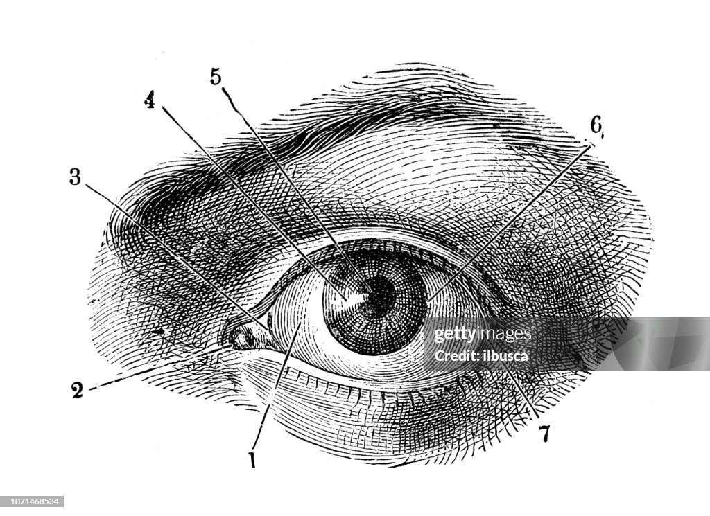 Illustrazione antica dell'anatomia del corpo umano: Occhio umano