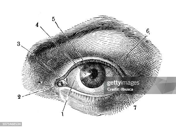 antique illustration of human body anatomy: human eye - body parts stock illustrations