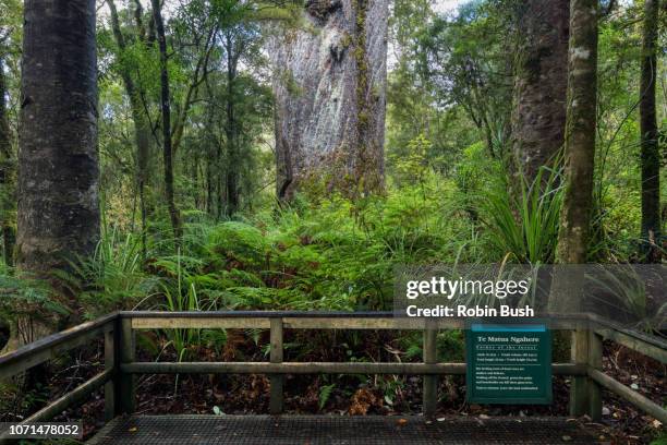 giant kauri, te matua ngahere "father of the forest" waipoua forest, northland, new zealand - waipoua forest stock pictures, royalty-free photos & images