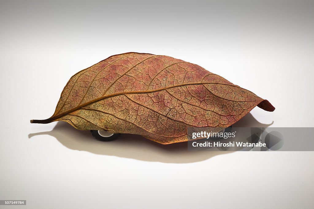 Fallen leaf with tires