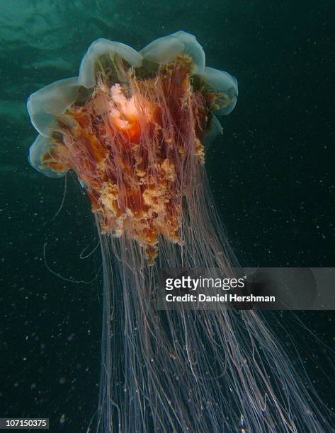 lions mane jellyfish - lions mane jellyfish stock pictures, royalty-free photos & images