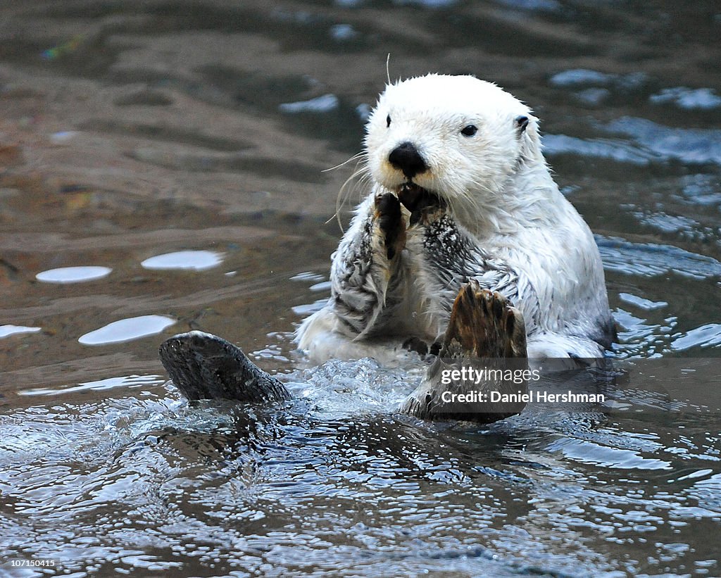 White Sea Otter