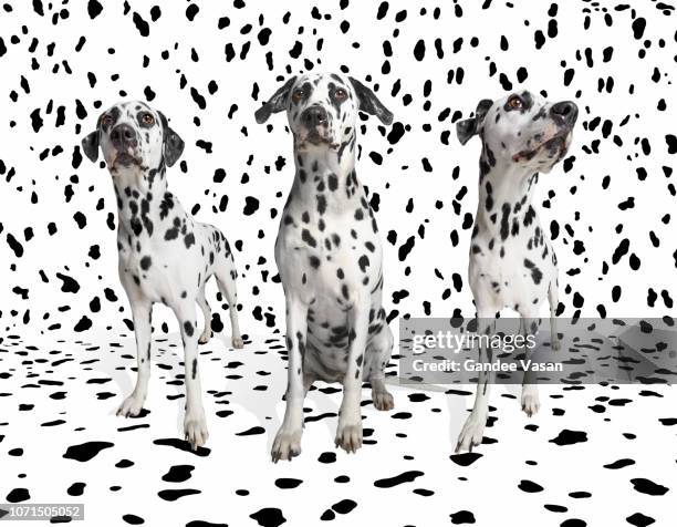 three dalmatians camouflaged - dalmatian fotografías e imágenes de stock
