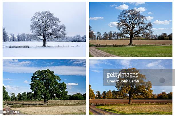 four seasons - season stock pictures, royalty-free photos & images