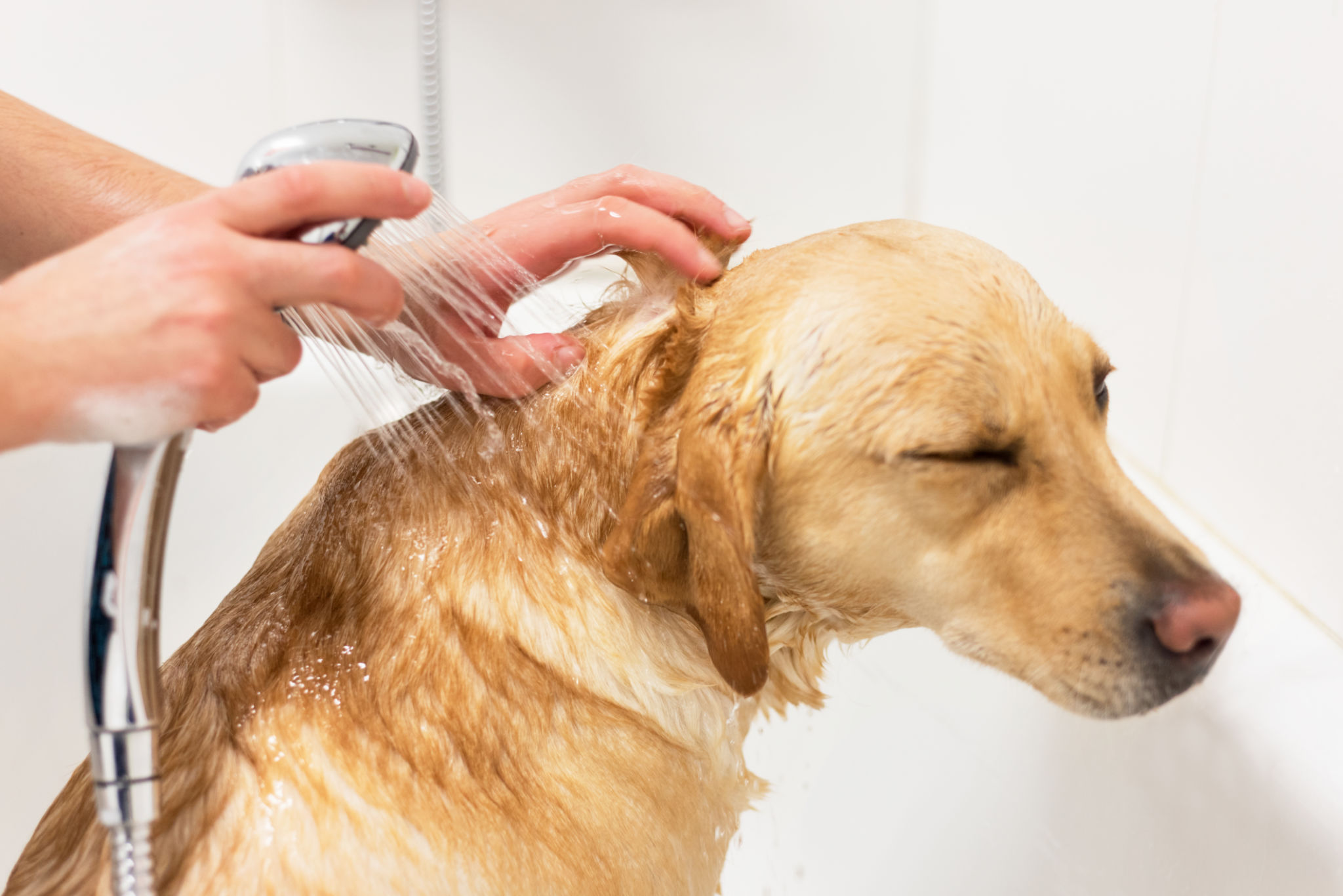 Labrador retriever taking a bath. Labrador retriever taking a bath.