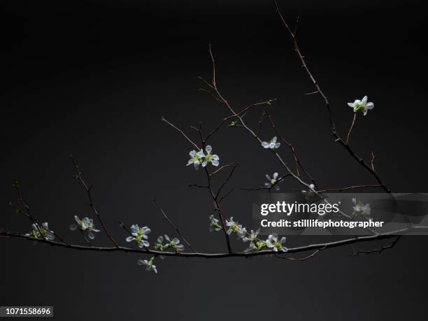 white tea flowers on branches on dark backgrund - flower branch stock pictures, royalty-free photos & images