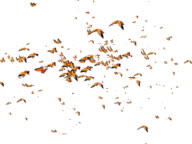 Butterfly Flying Animation Many Butterflies High-Res Stock Video Footage -  Getty Images