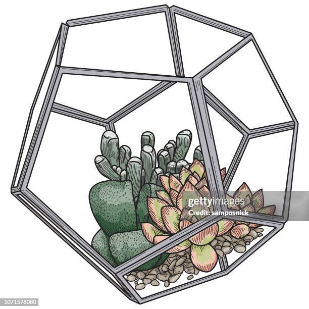 succulent plants in glass terrarium - pebbles isolated stock illustrations