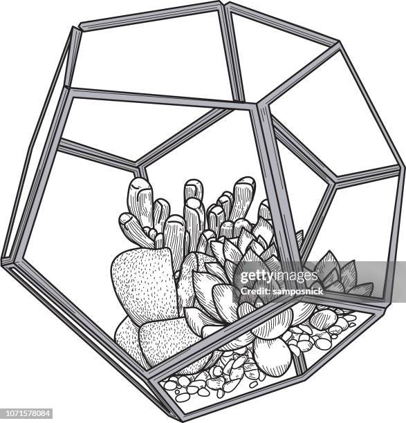 succulent plants in glass terrarium - terrarium stock illustrations