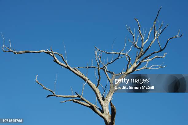 dead tree branches against a blue sky - bare tree branches stock pictures, royalty-free photos & images