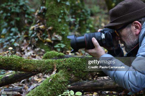 mature man taking picture of mushrooms lyng down fallen tree trunk - senior photographer stock pictures, royalty-free photos & images